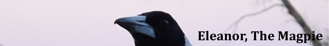 EleanorTheMagpie